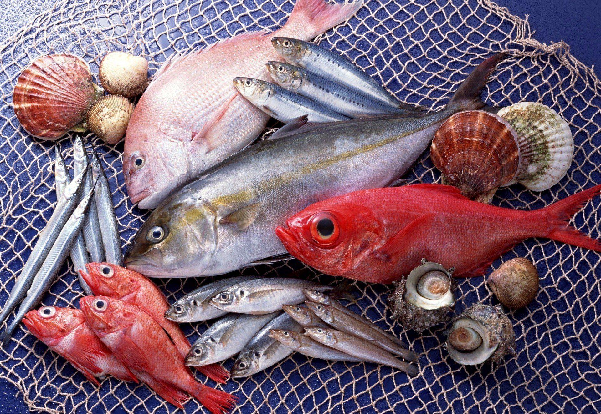 fish seafood diversity HD wallpaper