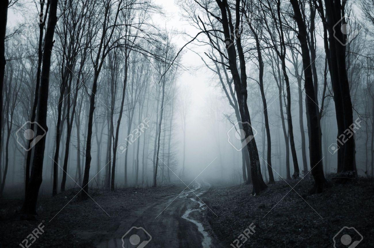Creepy Forest Wallpaper 1600×1200 Creepy Forest Background 35