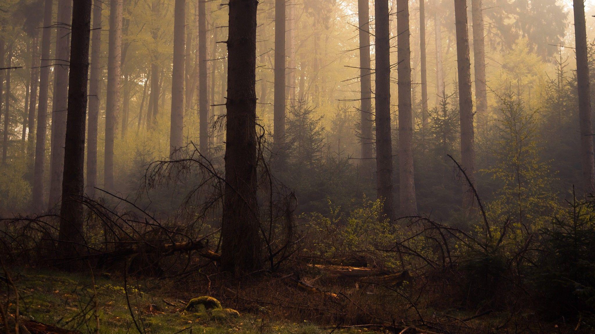dead forest trees mist wallpaper and background