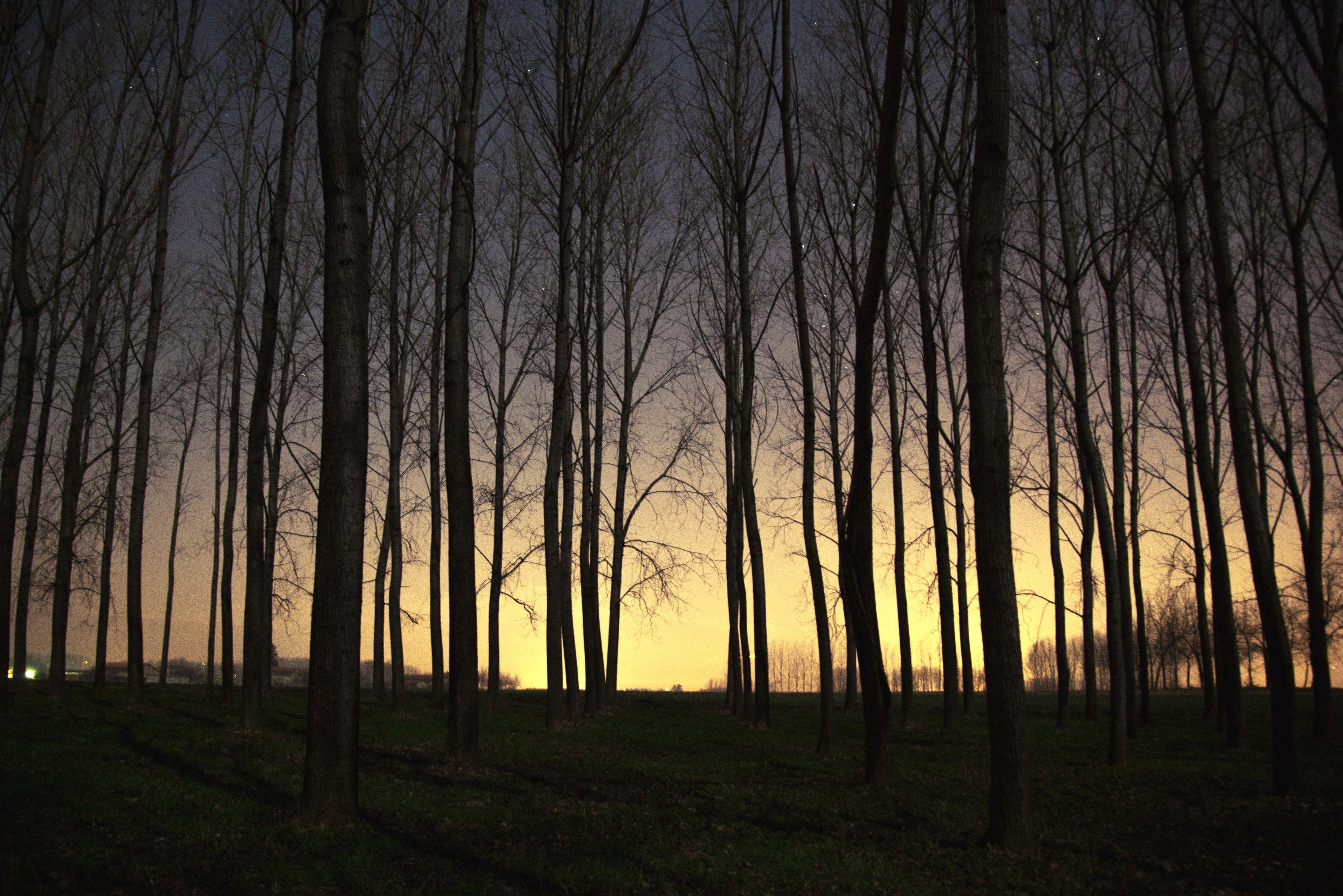 landscape sunset forest trees dead trees wallpaper and background