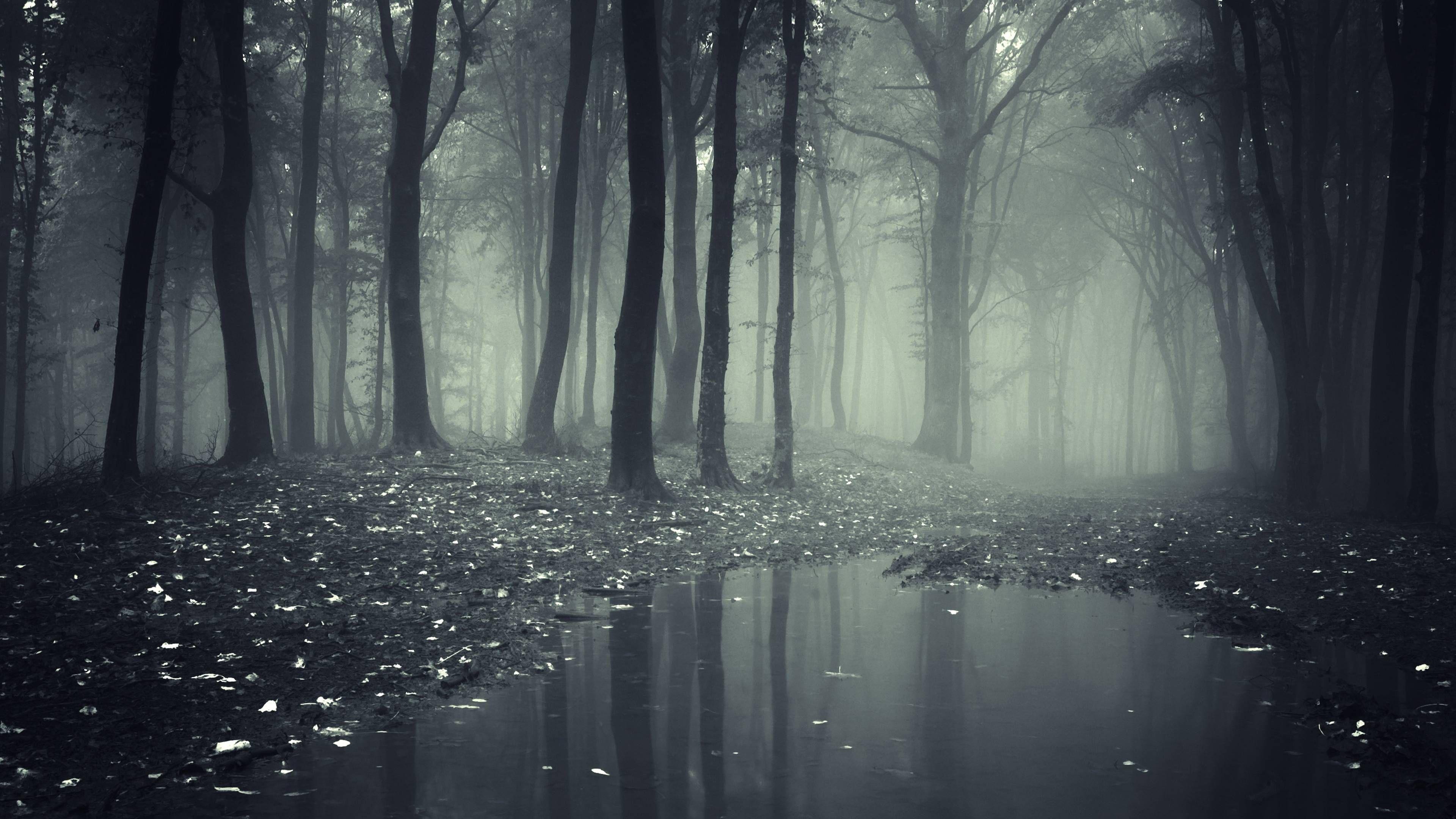 Creepy Dark Forest HD Wallpaper Definition Wallpaper And a