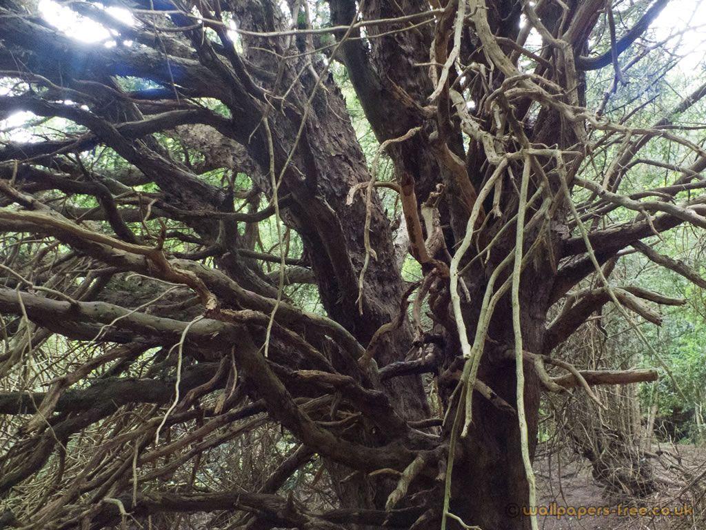 Dead Branches Woodland And Forests Wallpaper