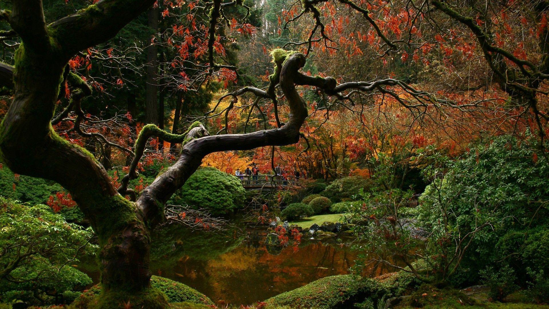 Dead tree in the Japanese garden wallpaper and image