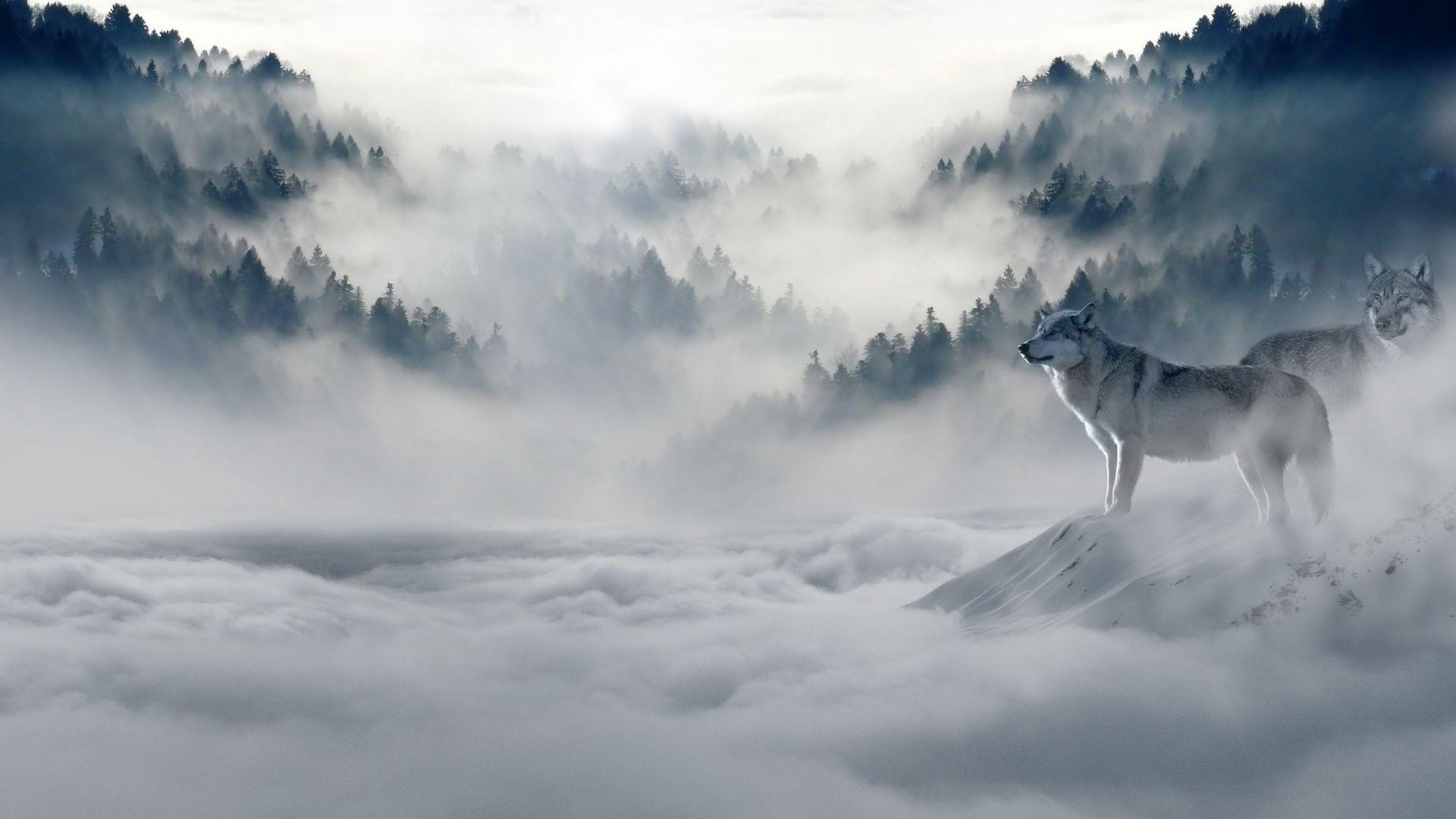 Download wallpaper 1920x1080 wolf, wolves, predators, fog, snow