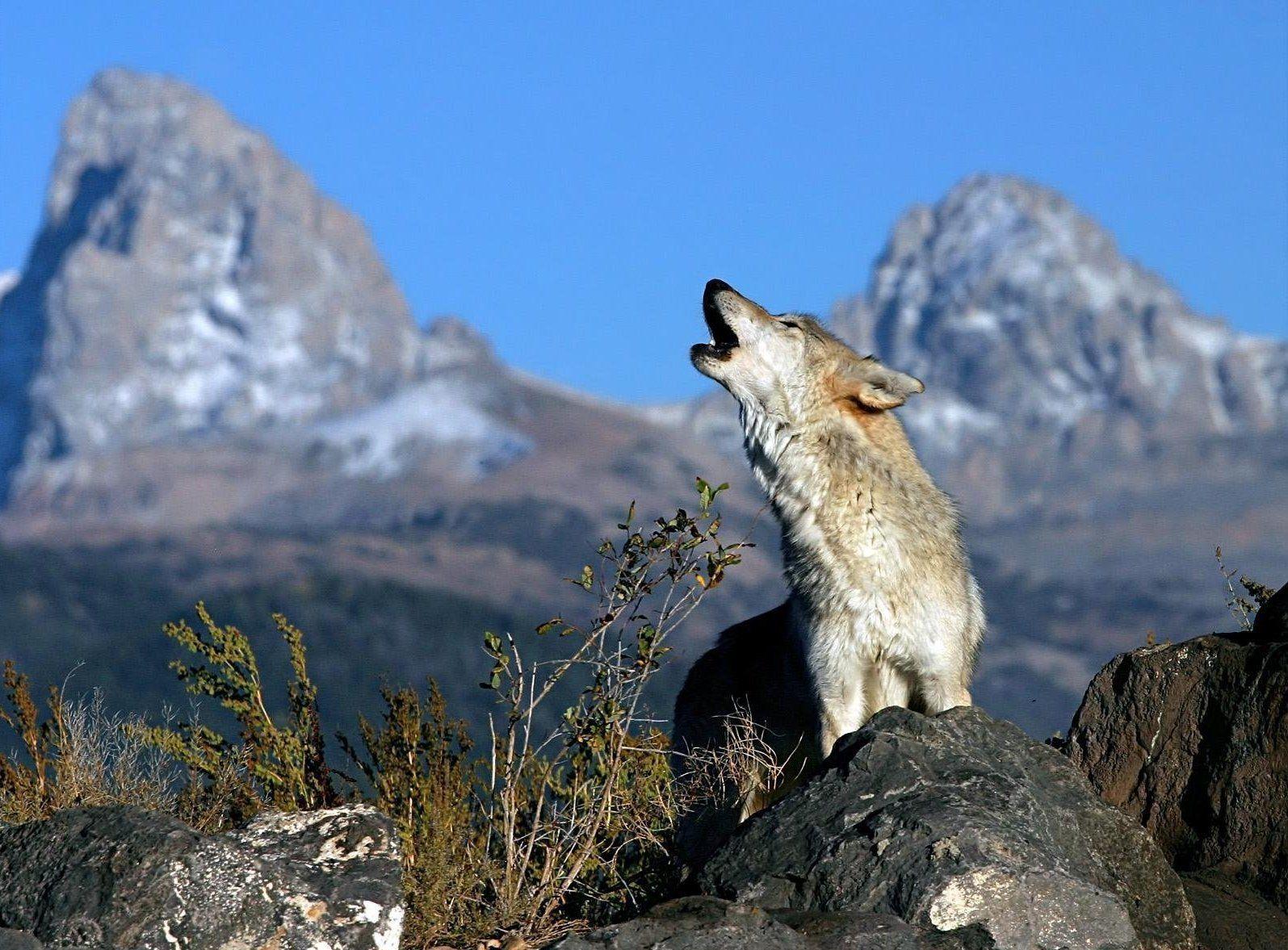 wolf mountain bush HD wallpaper