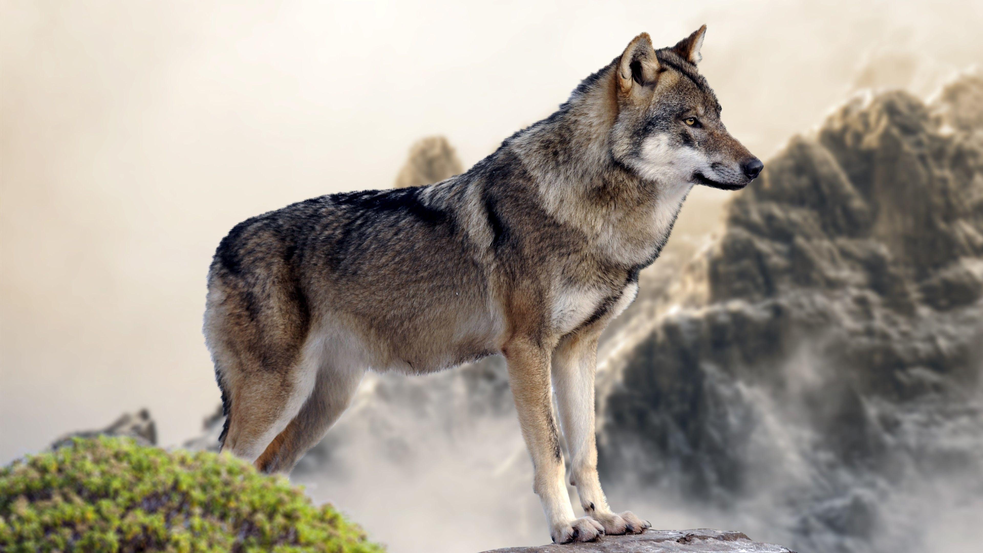 Wallpaper wolf, mountain, 4k, Animals