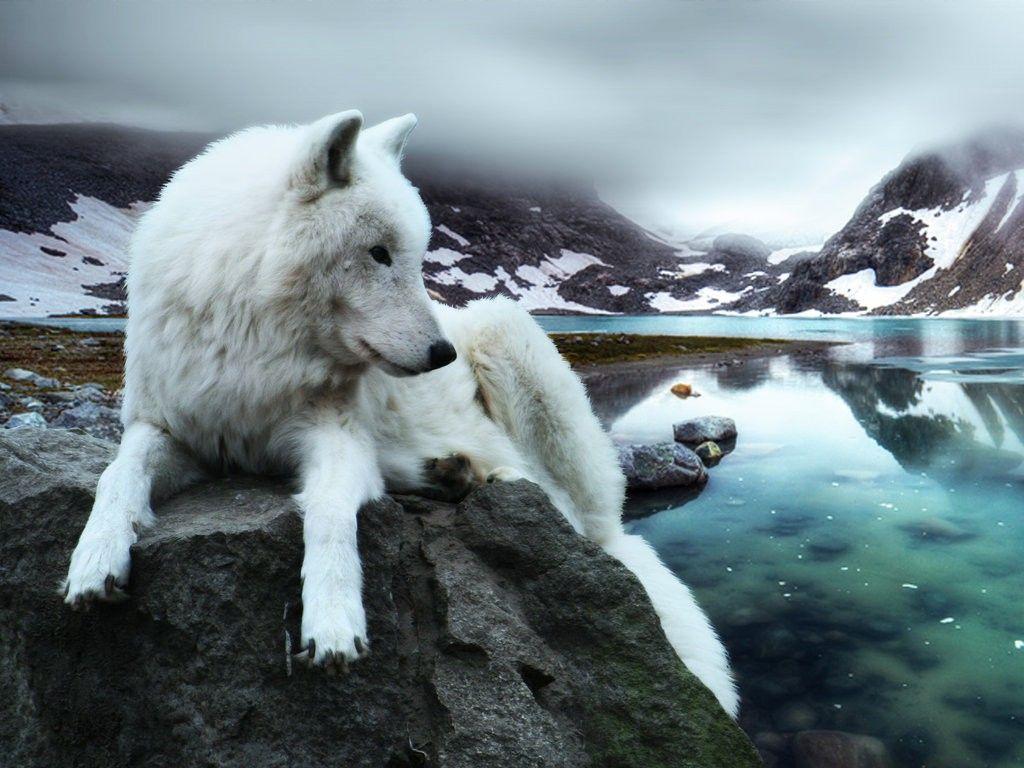 Wallpaper Tagged With Loneliness: Loneliness Bear Wolf Mountains