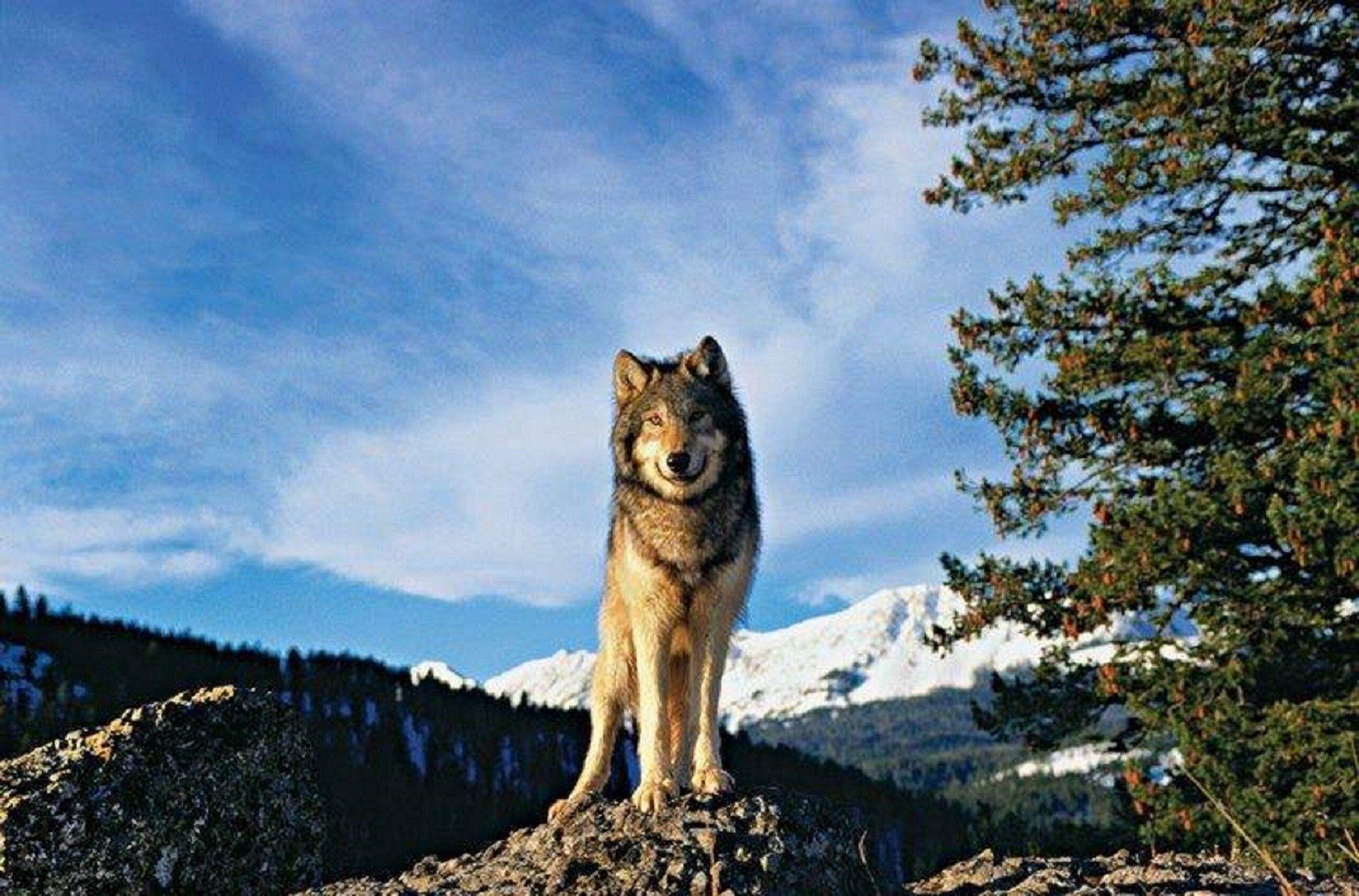 Other: Sky Wolves Nature Animals Wolf Mountain Picture Jungle HD 16