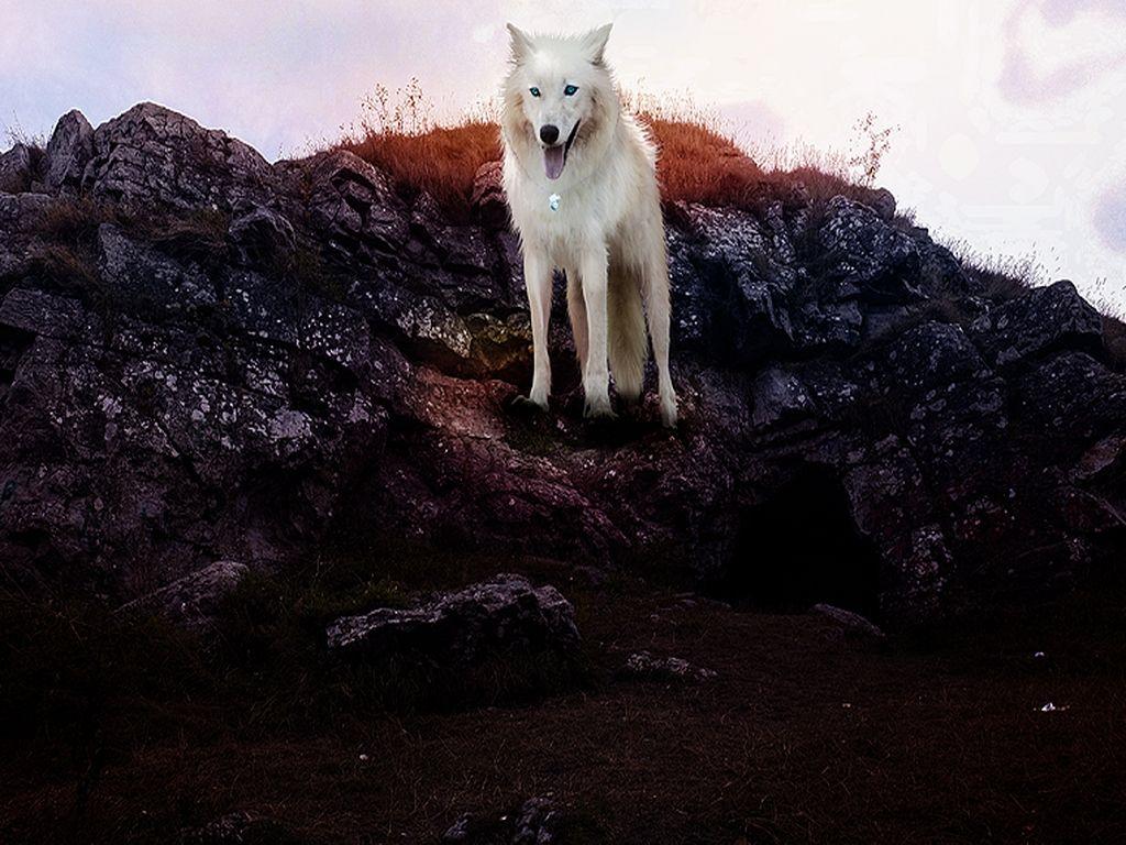 Other: Come White Wolf Mountain Best Wallpaper for HD 16:9 High