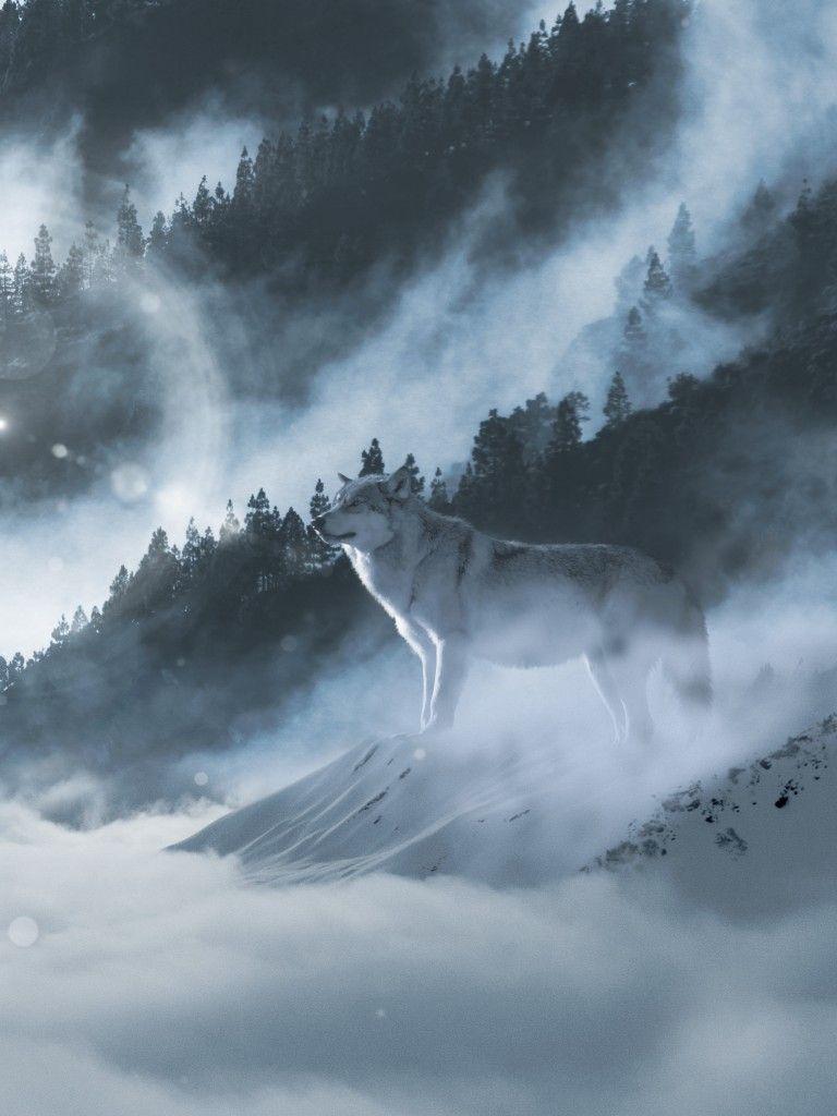 Wallpaper Arctic wolf, White wolf, Winter, Mountains, 4K, Animals
