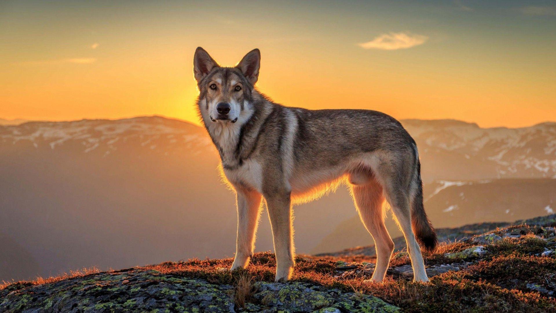 landscape, Sunset, Animals, Mountain, Wolf Wallpaper HD / Desktop
