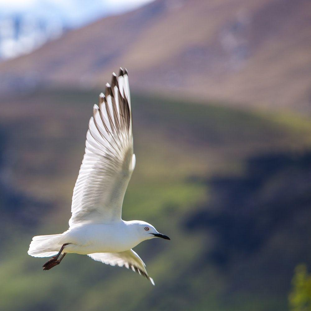 White Bird Picture. Download Free Image