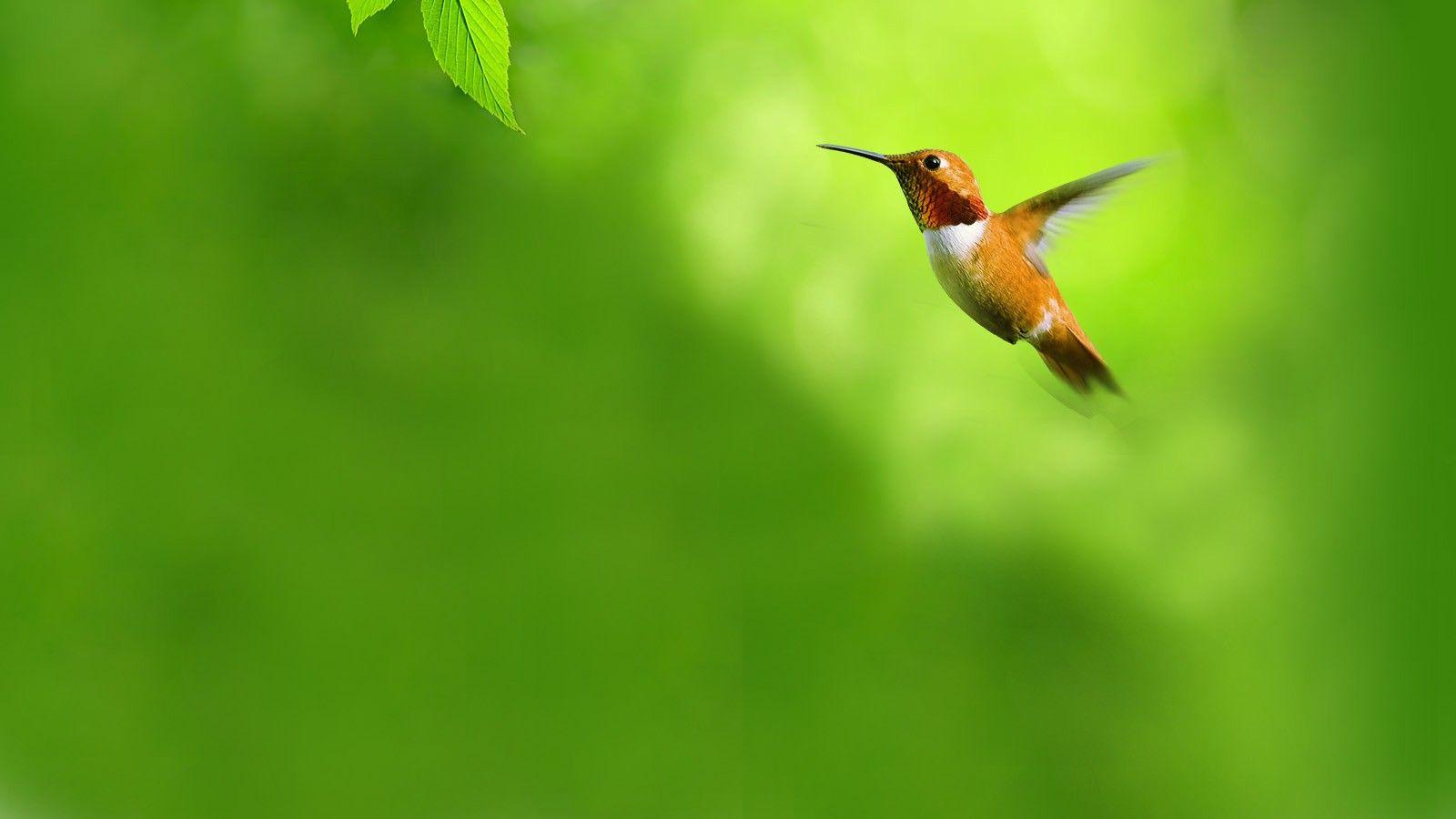 Green Birds Wallpapers - Wallpaper Cave