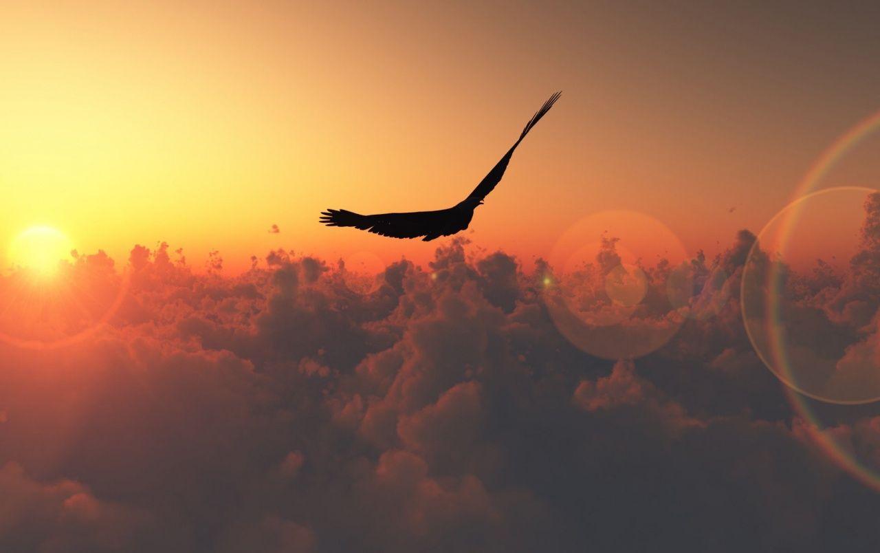 Fly High Quote Stock Photos  Free  RoyaltyFree Stock Photos from  Dreamstime