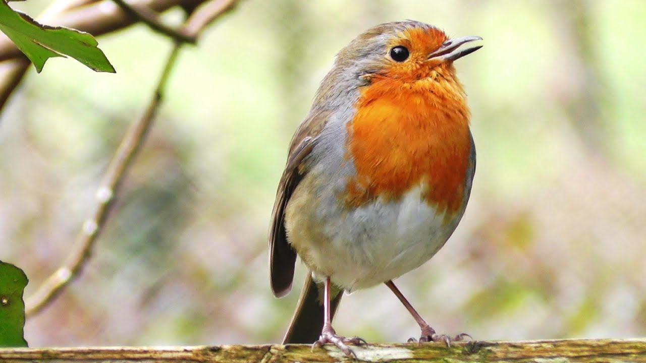Robin Birds Singing and Chirping, Beautiful Bird Sounds and Bird