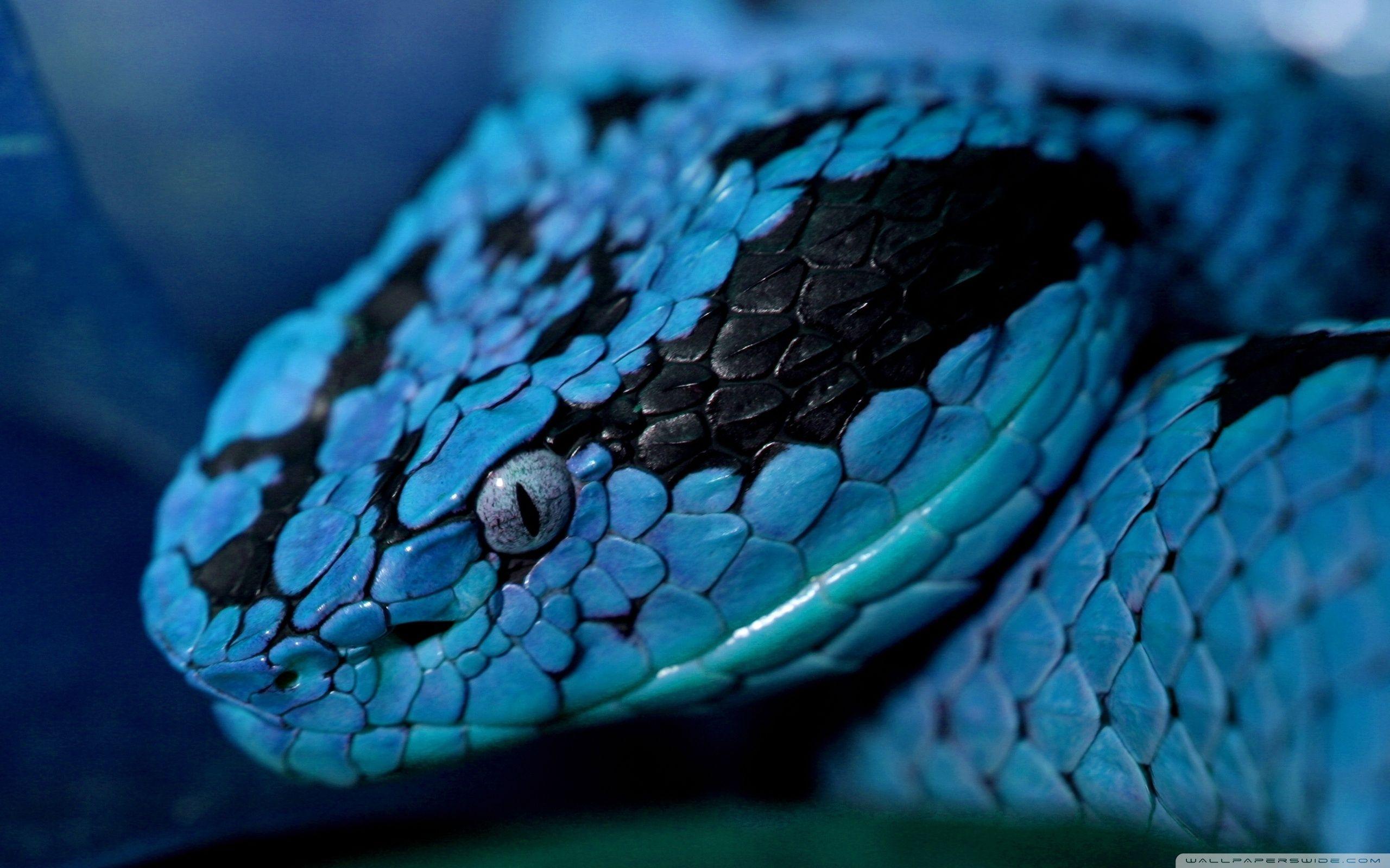 Blue Eyes Snake. Snakes. Snake wallpaper, Snake, Reptiles