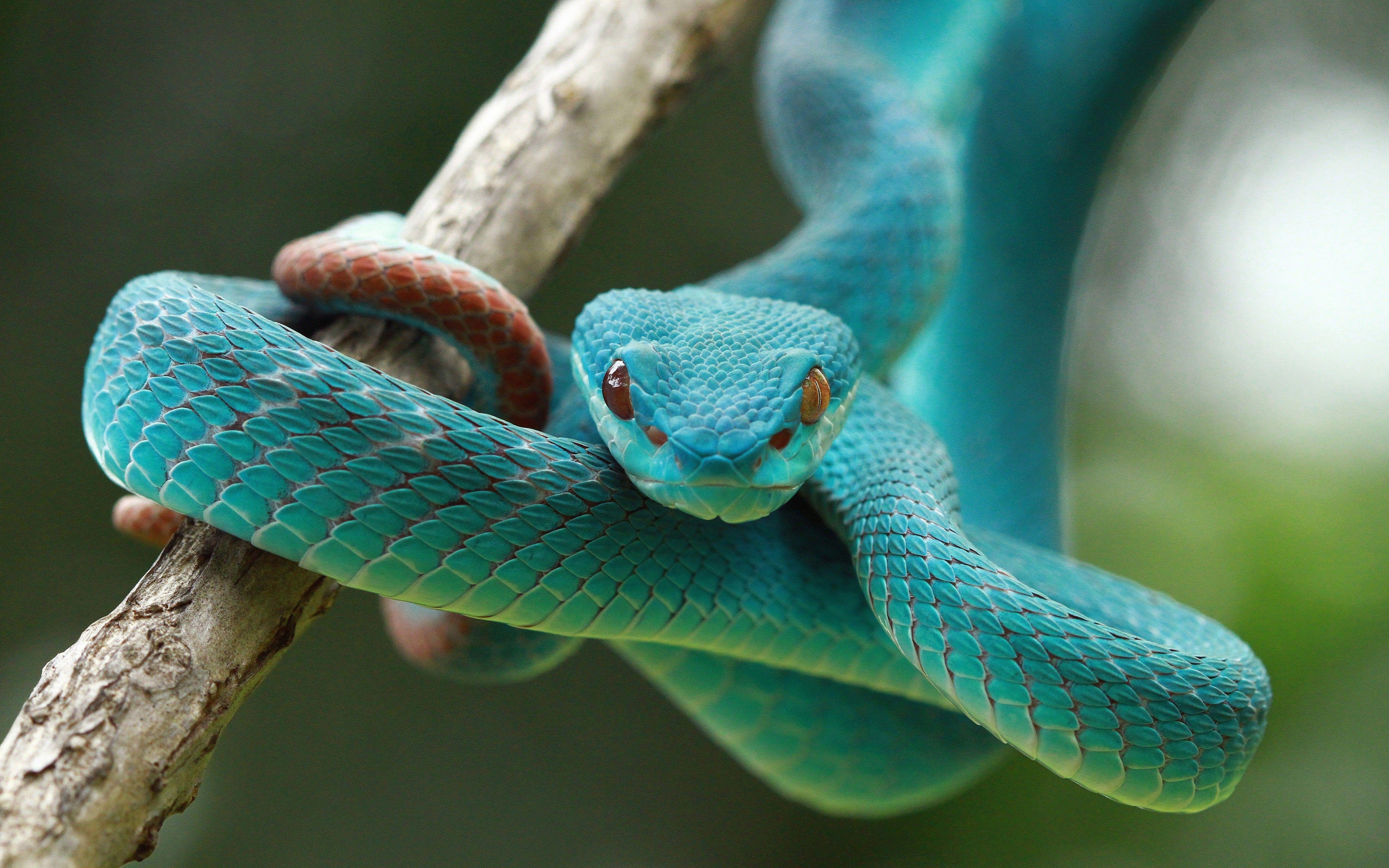 Blue Vipers Snake 5K Wallpaper