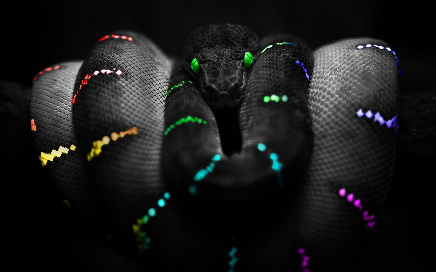 Python Programming Wallpaper. hhh. Snake wallpaper, Snake, Animals