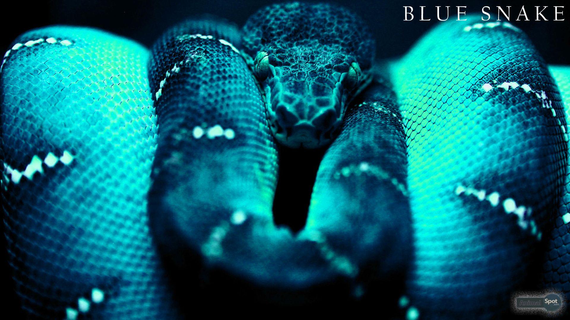Wallpaper ID: 1849178 / Boa Constrictor, Selective Coloring, blue, snake,  black, 1080P free download