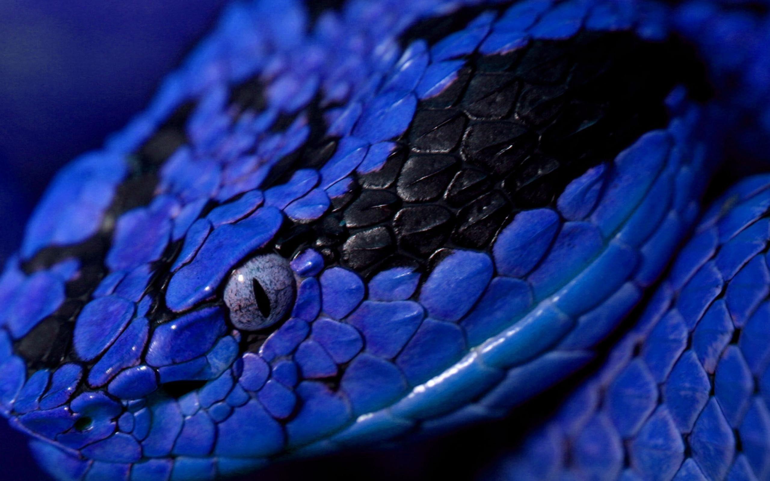 BLUE SNAKES creatures from outer space