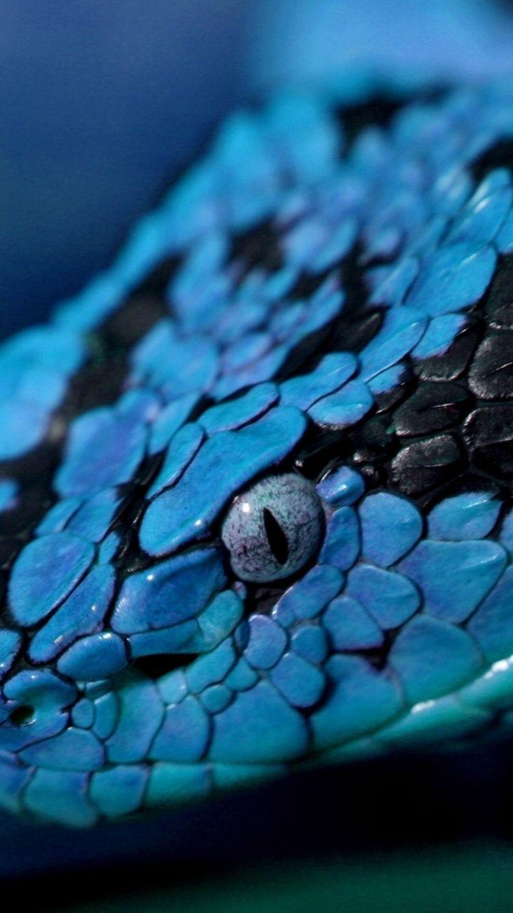 Blue Snake Wallpapers  Top Free Blue Snake Backgrounds  WallpaperAccess