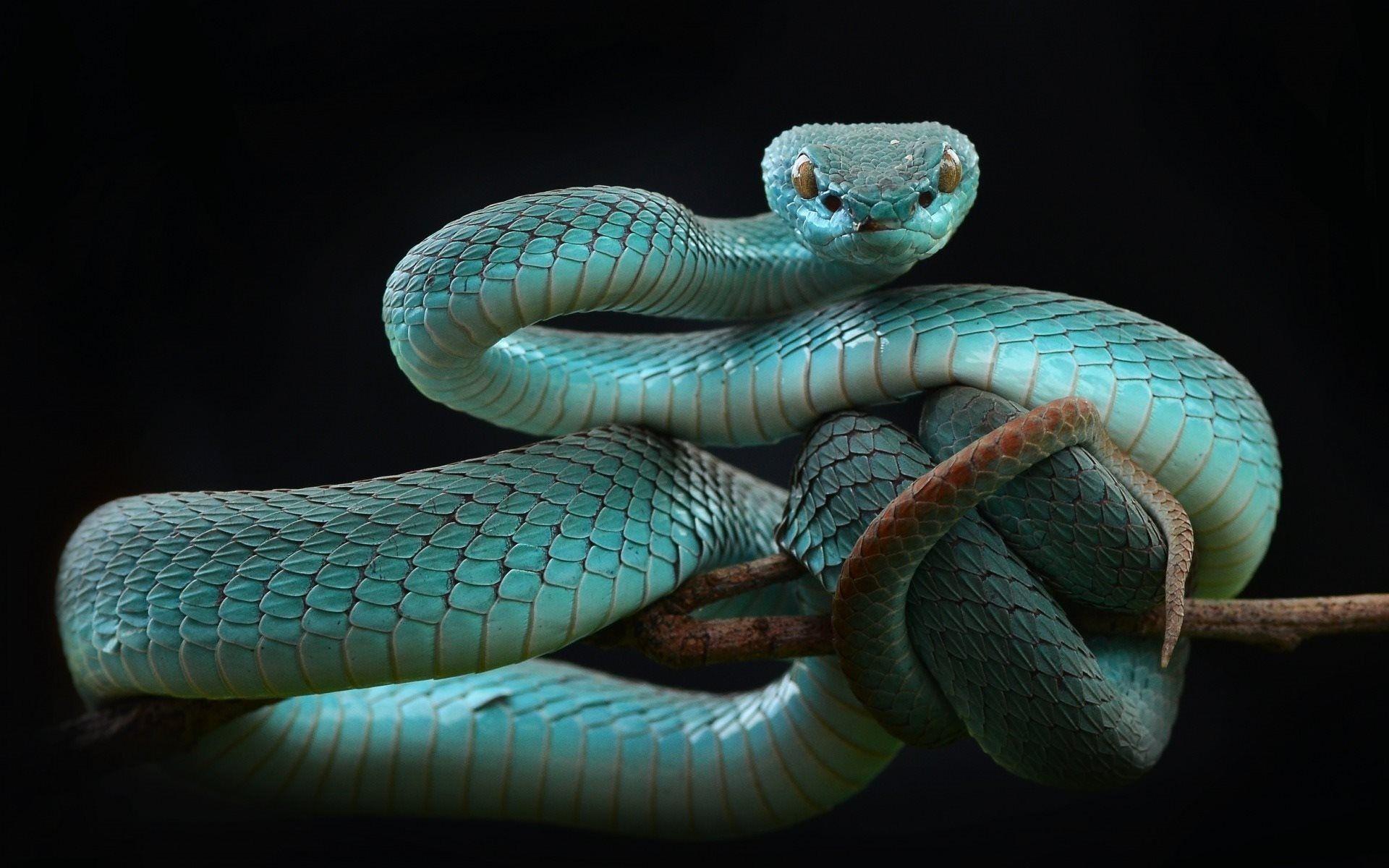 Download wallpaper blue snake, beautiful snake, Trimeresurus