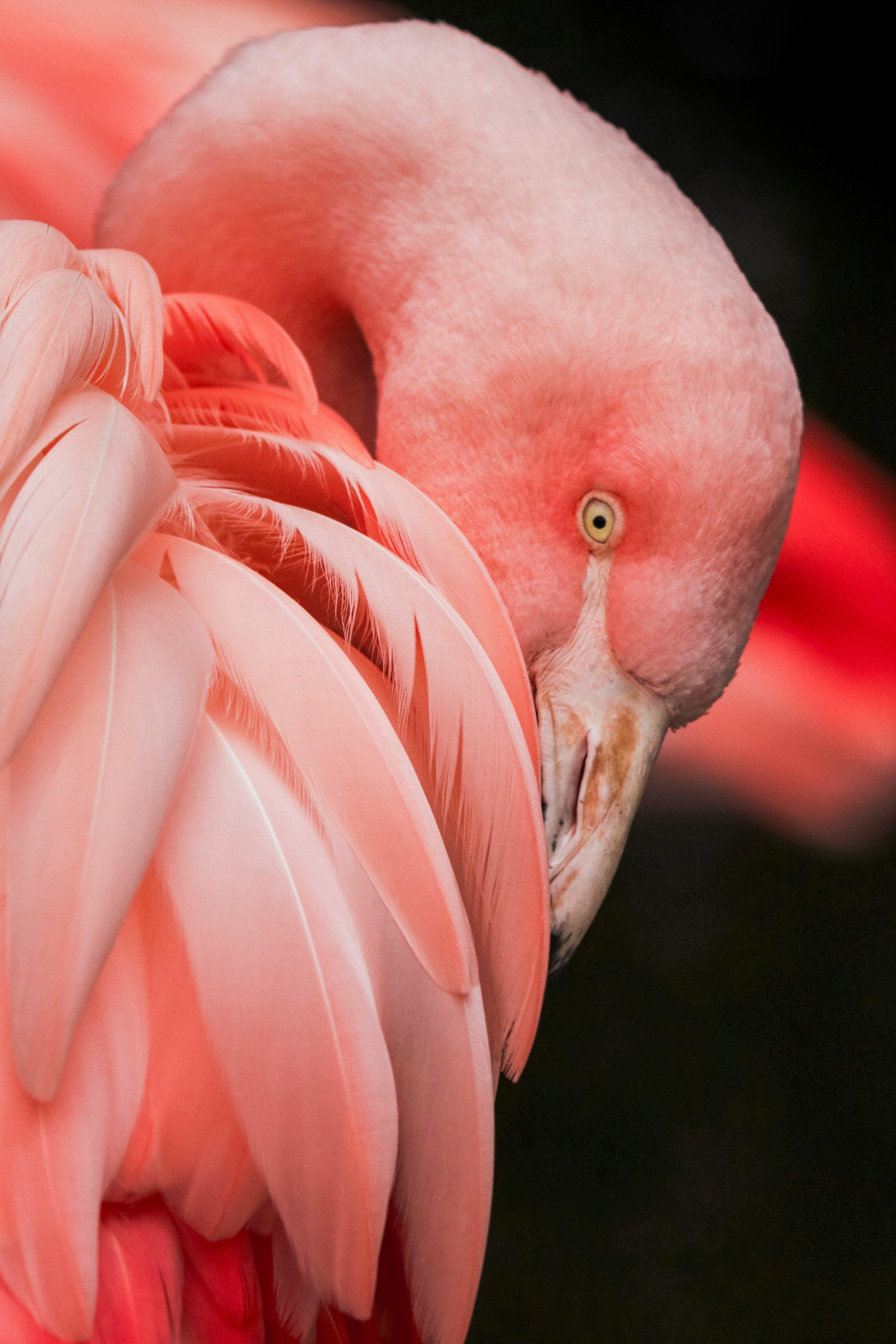 bird flamingo pink and feather HD 4k wallpaper and background