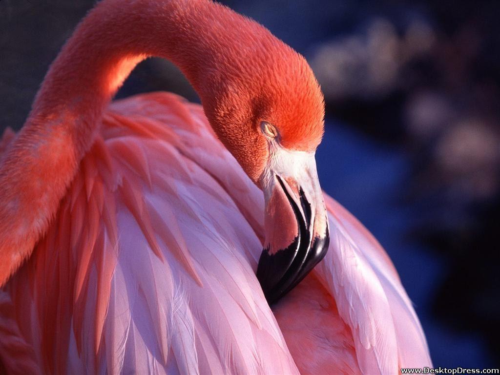 Desktop Wallpaper Animals Background Pink Flamingo
