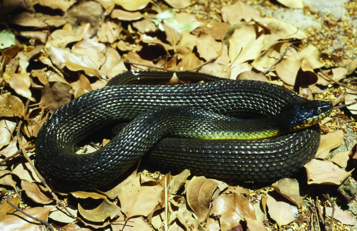 Snakes of Louisiana. Louisiana Department of Wildlife and Fisheries