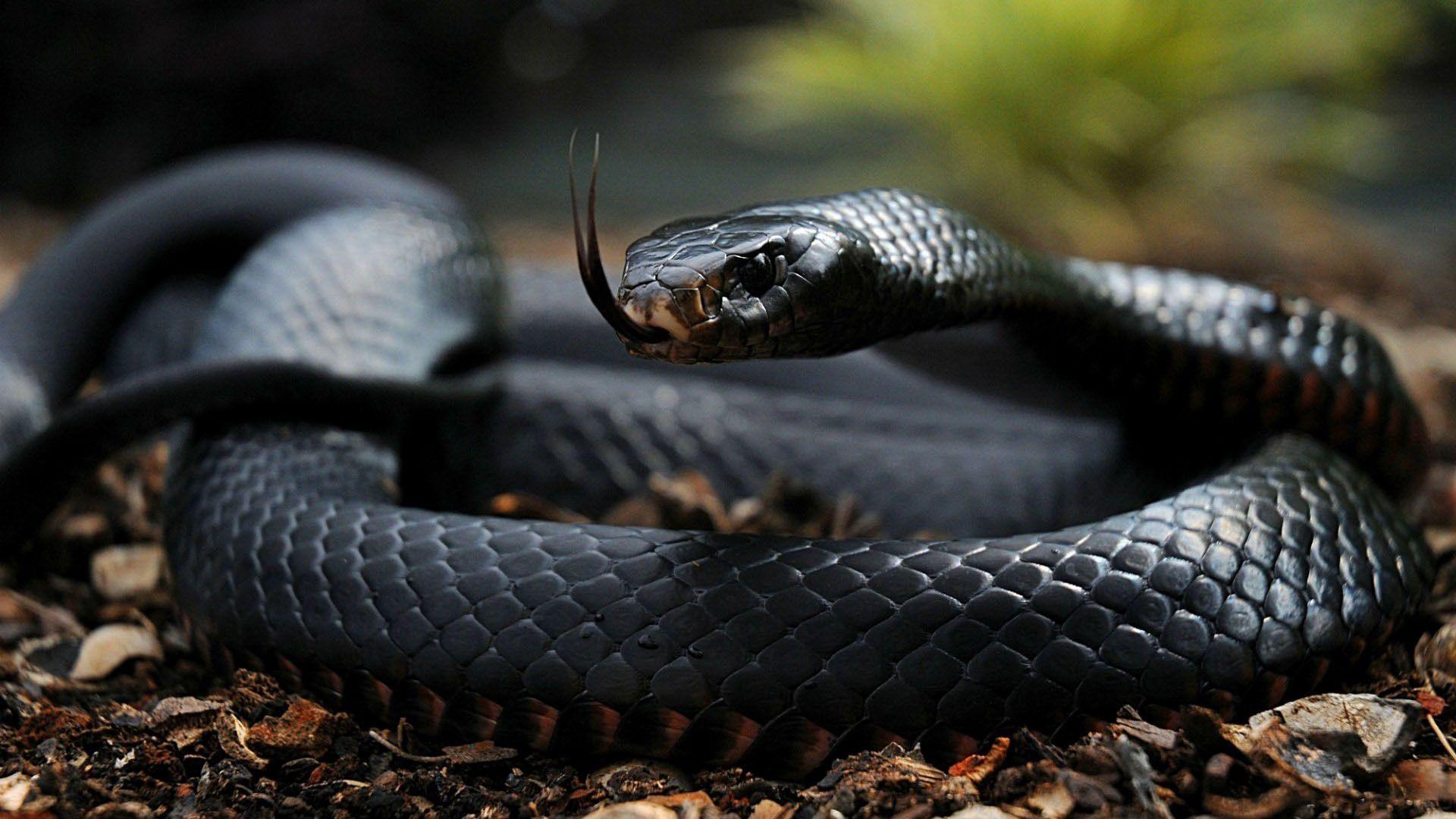 Desktop HD big snake photo. Black mamba snake, Poisonous snakes