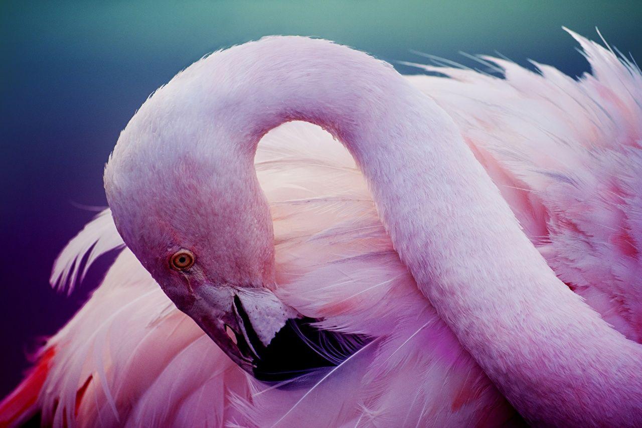image Birds Flamingo Pink color Head Animals