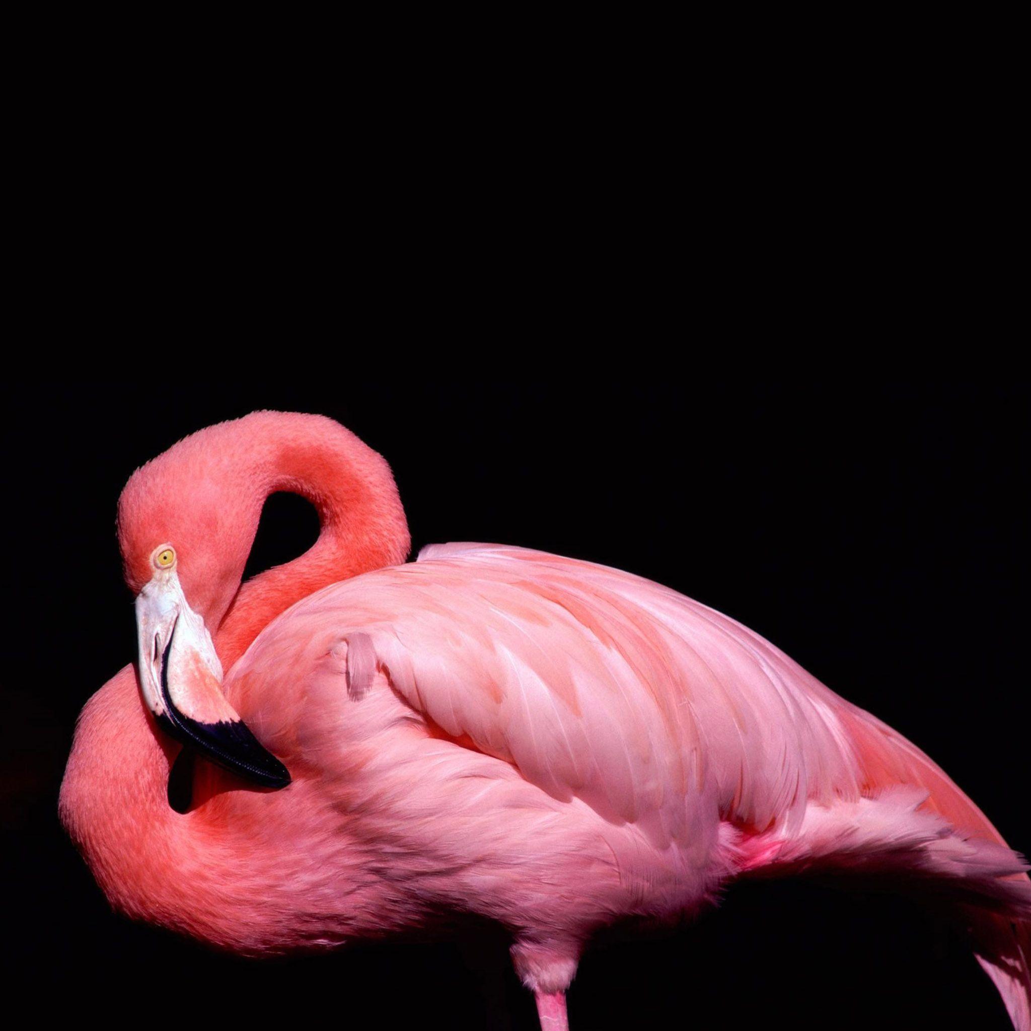 FREEIOS7. Flamingo Pink HD IPhone IPad Wallpaper