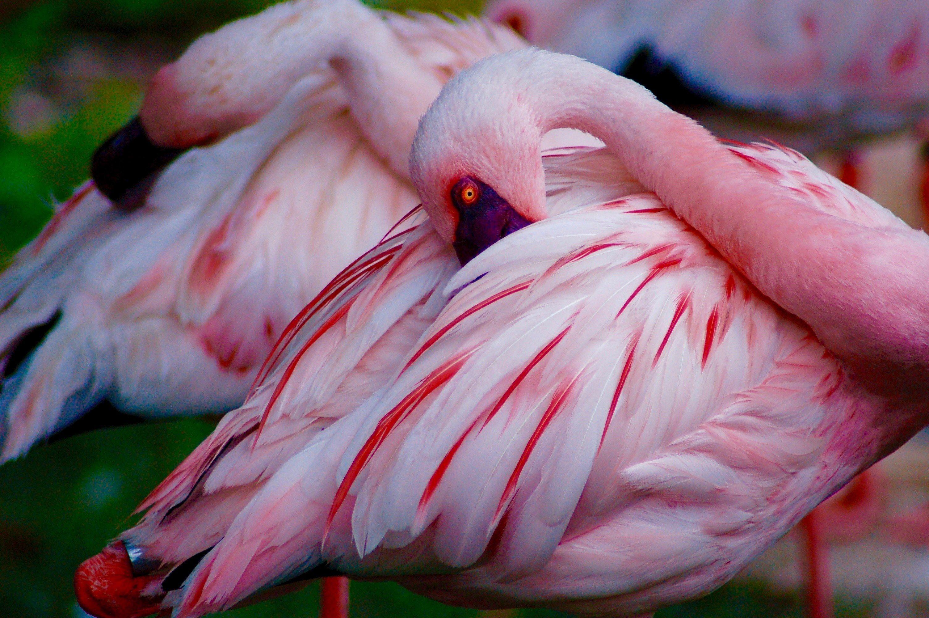 flamingo pink bird and feathers HD wallpaper and background