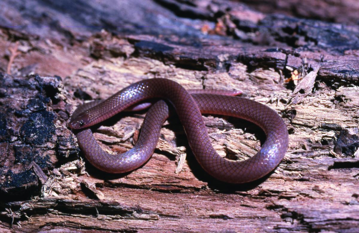 Snakes of Louisiana. Louisiana Department of Wildlife