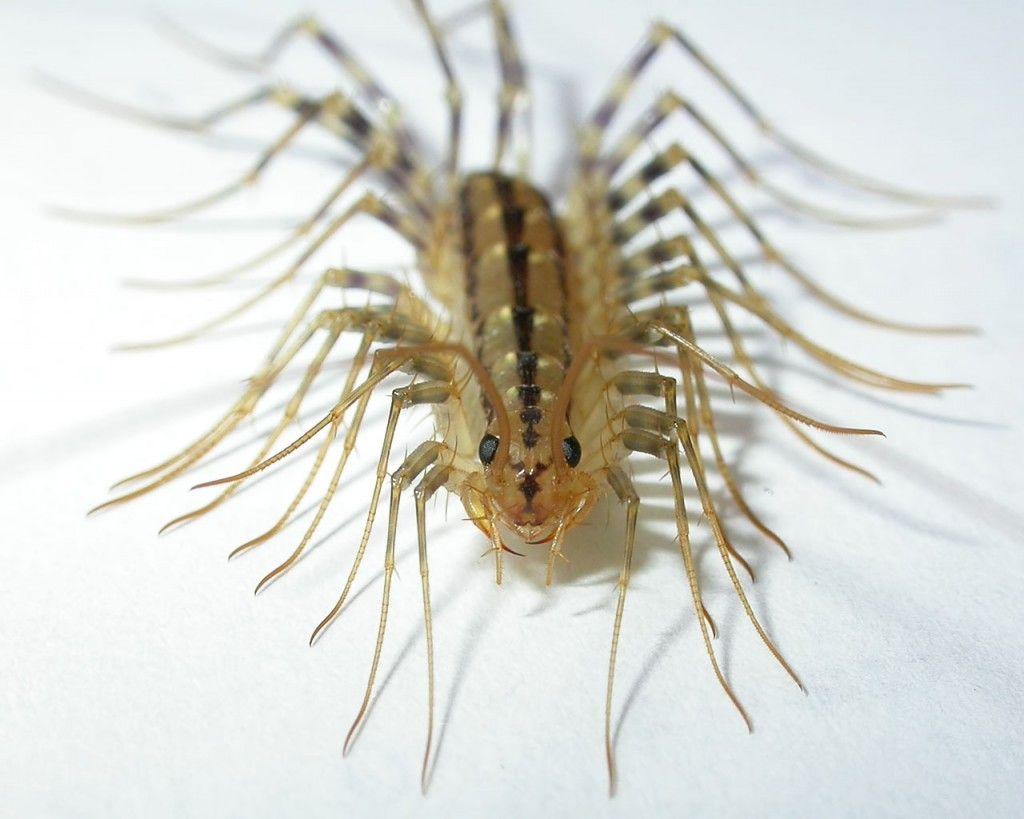 Centipede Wallpaper
