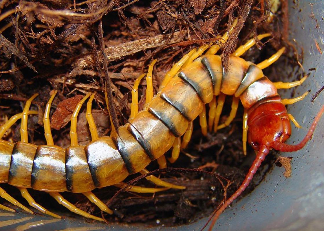 Giant centipede Wallpaper HD for Android