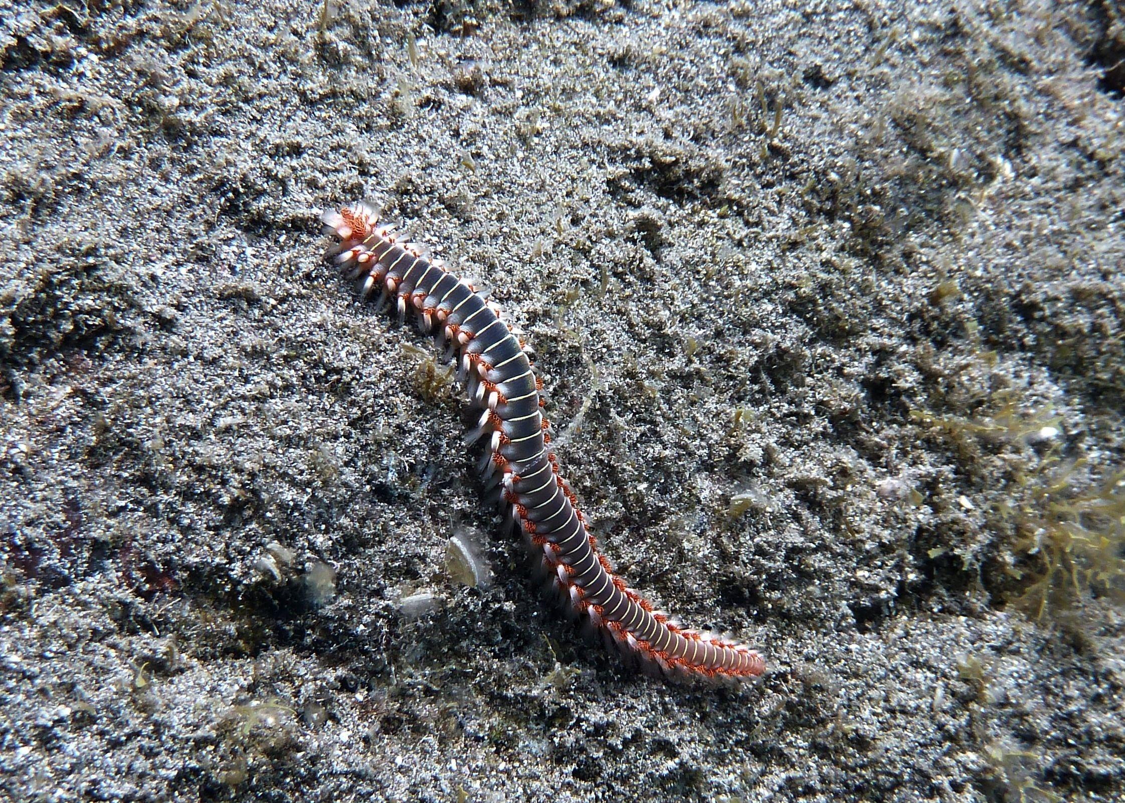 black and brown centipede free image