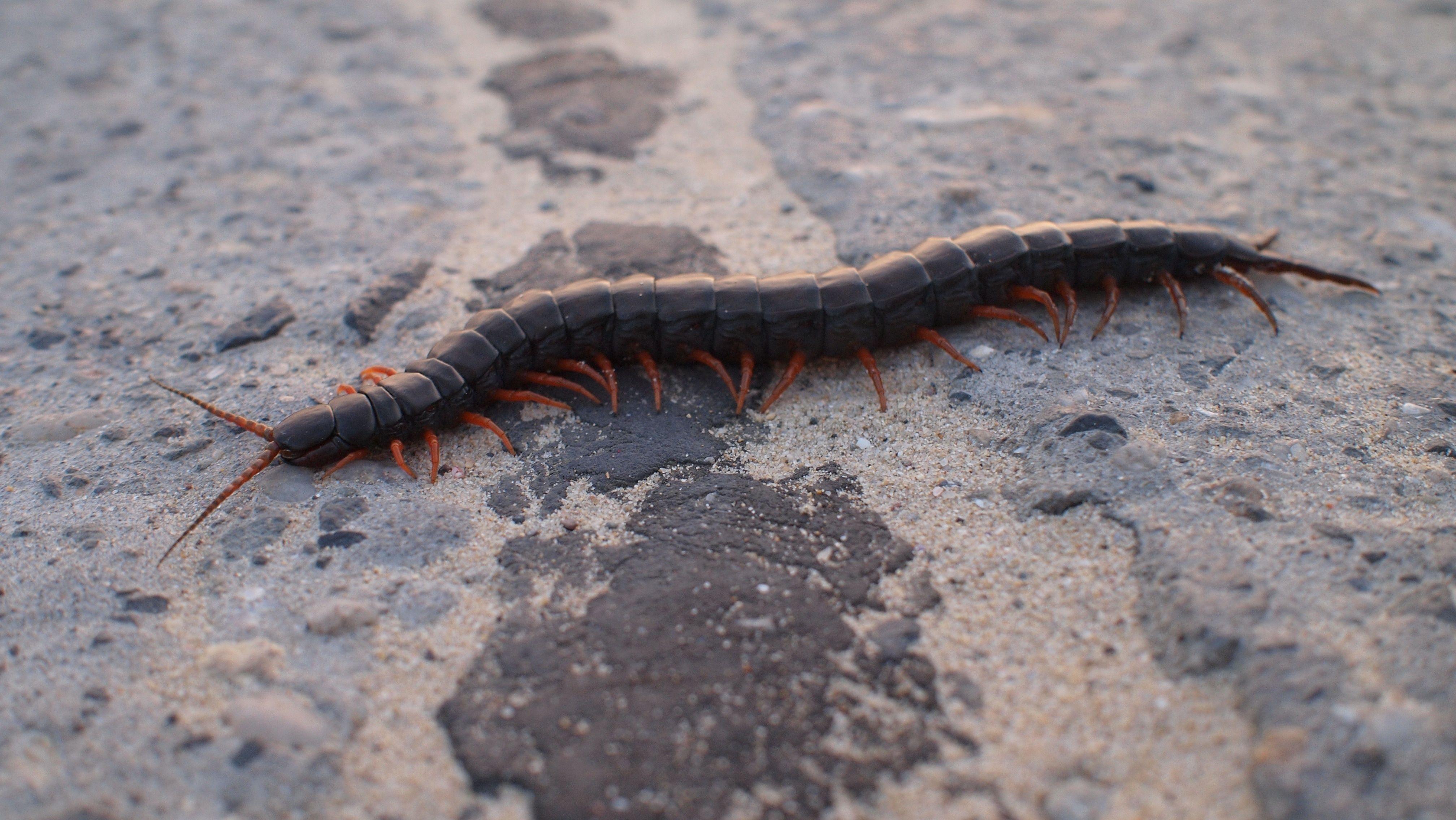 black centipede free image