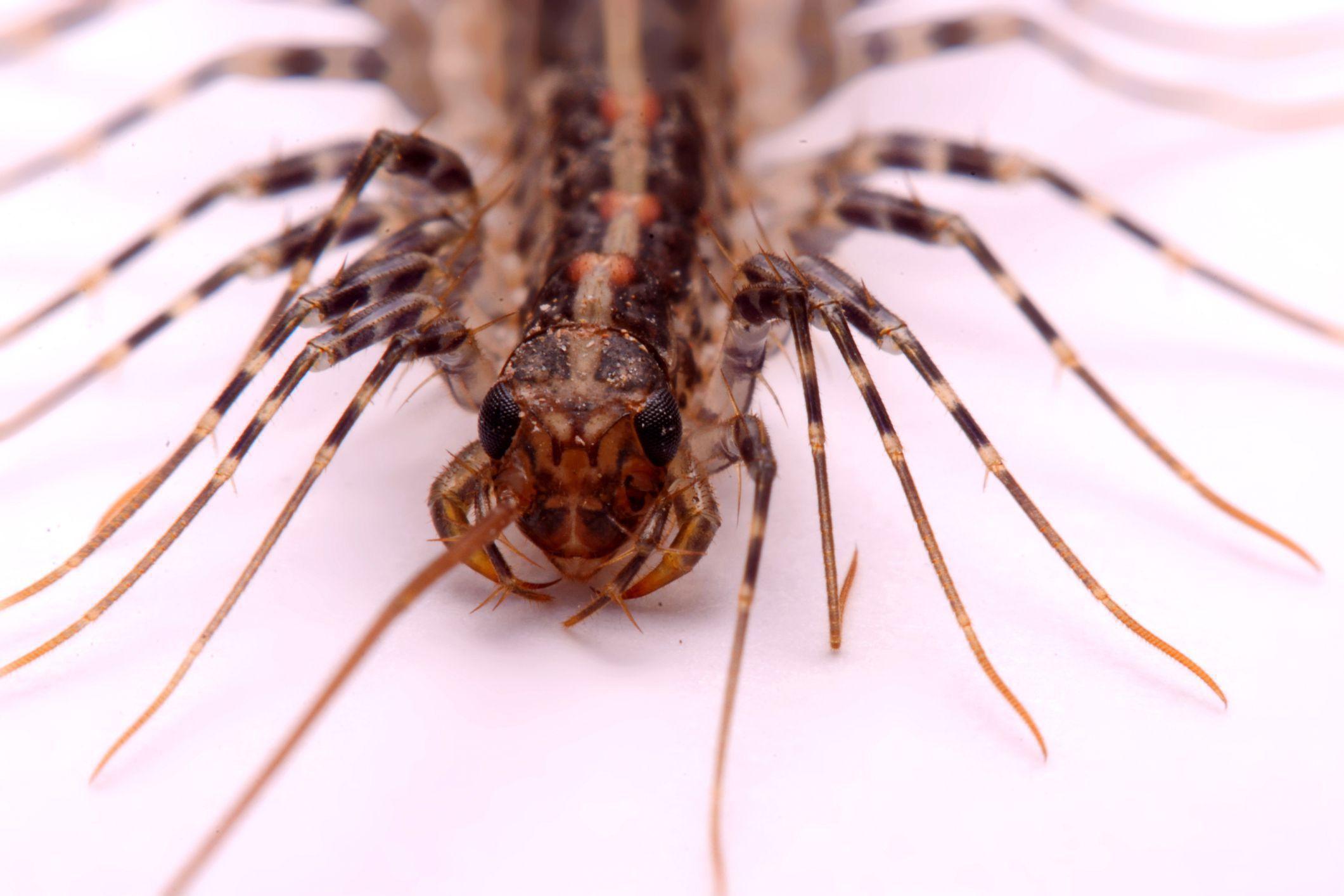 Centipede Free HD Wallpaper Image Background