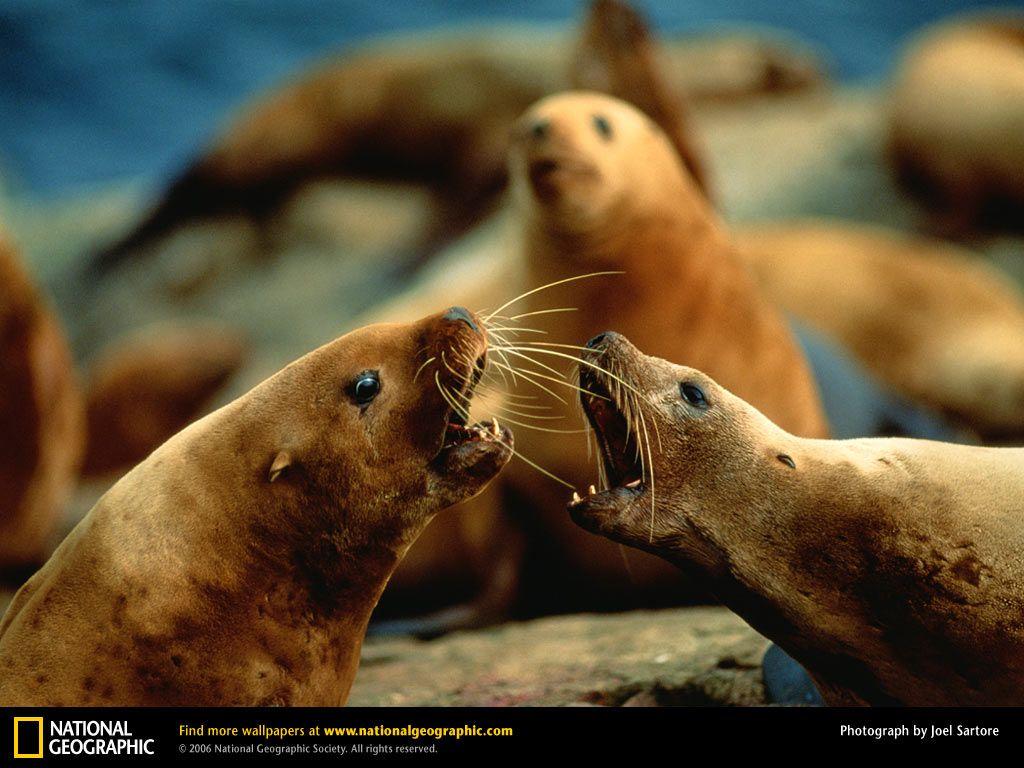 Sea Lion Picture, Sea Lion Desktop Wallpaper, Free Wallpaper