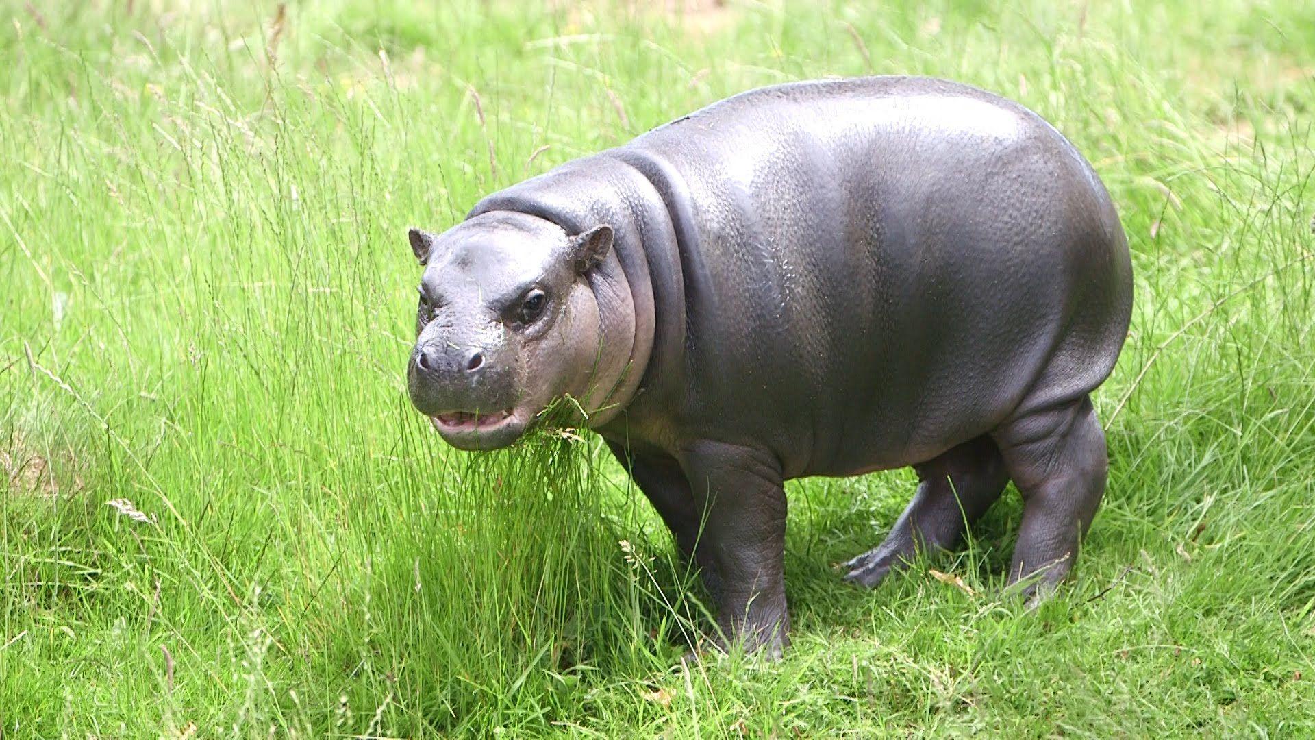 Pygmy Hippopotamus High Definition Wallpaper 28160