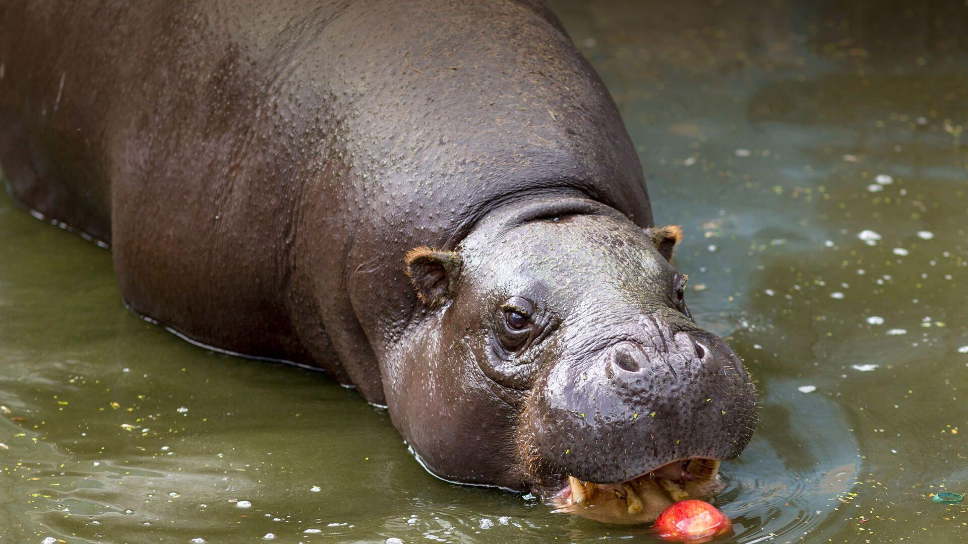 Pygmy Hippopotamus. San Diego Zoo Animals & Plants