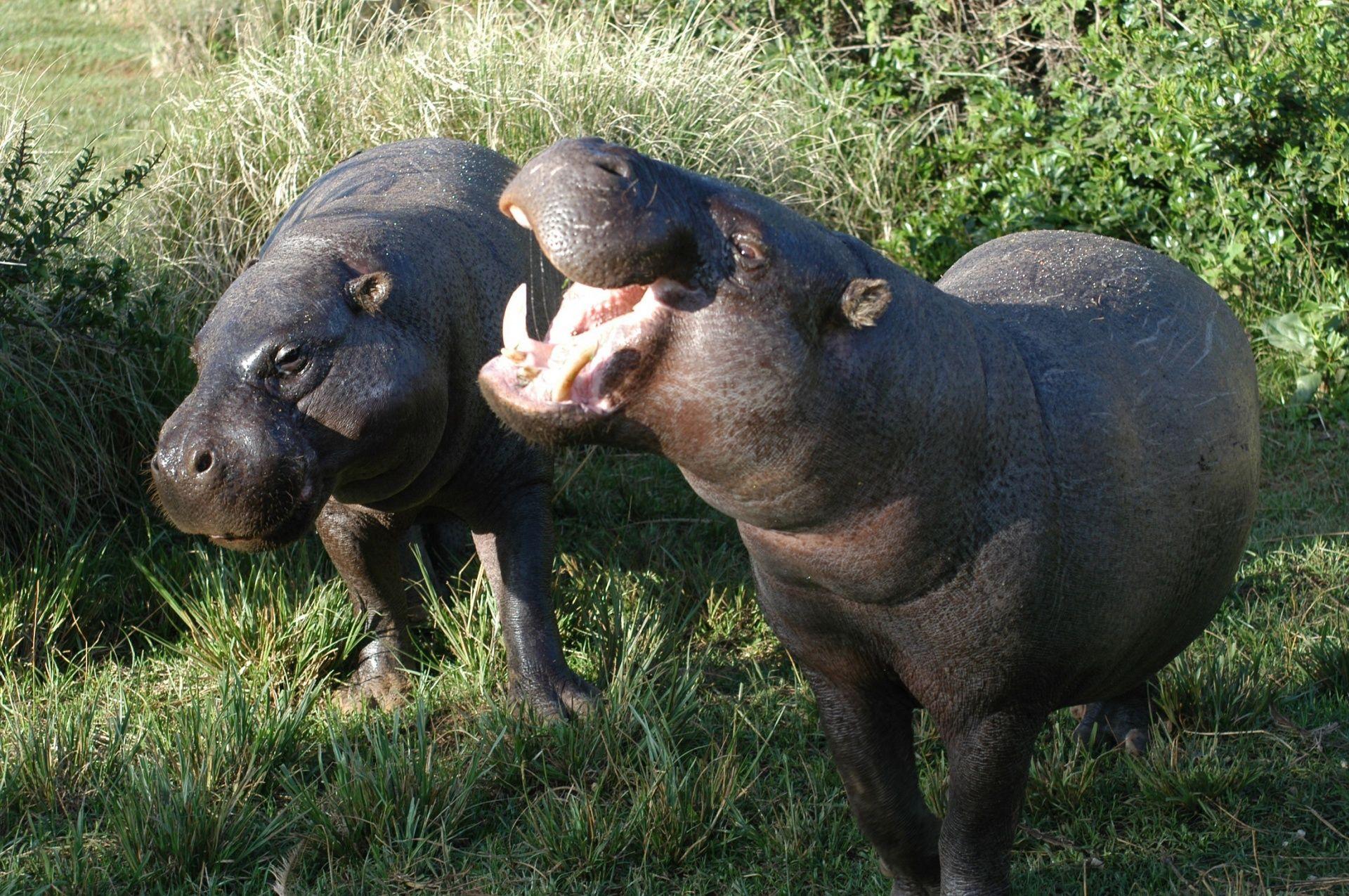 Pygmy Hippopotamus Wallpapers - Wallpaper Cave