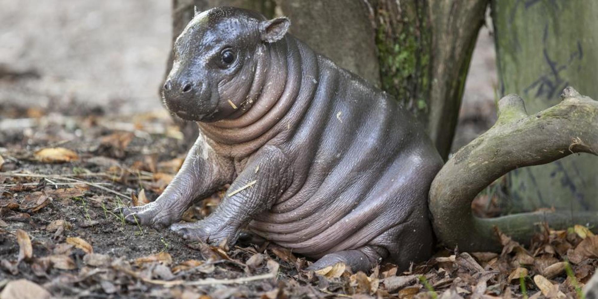 Rare Pygmy Hippo Named Olivia Born In Swedish Zoo