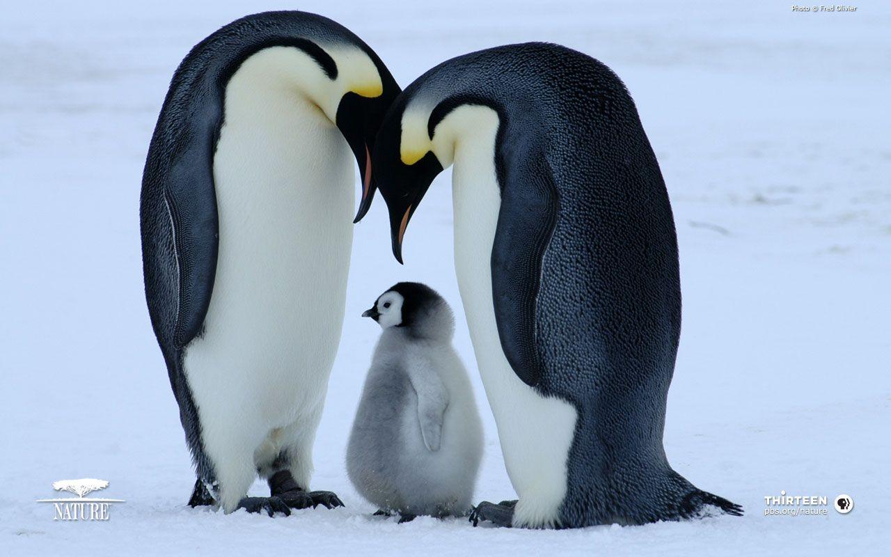 cute penguin picture. Lovely Wallpaper: Penguin Birds Cute