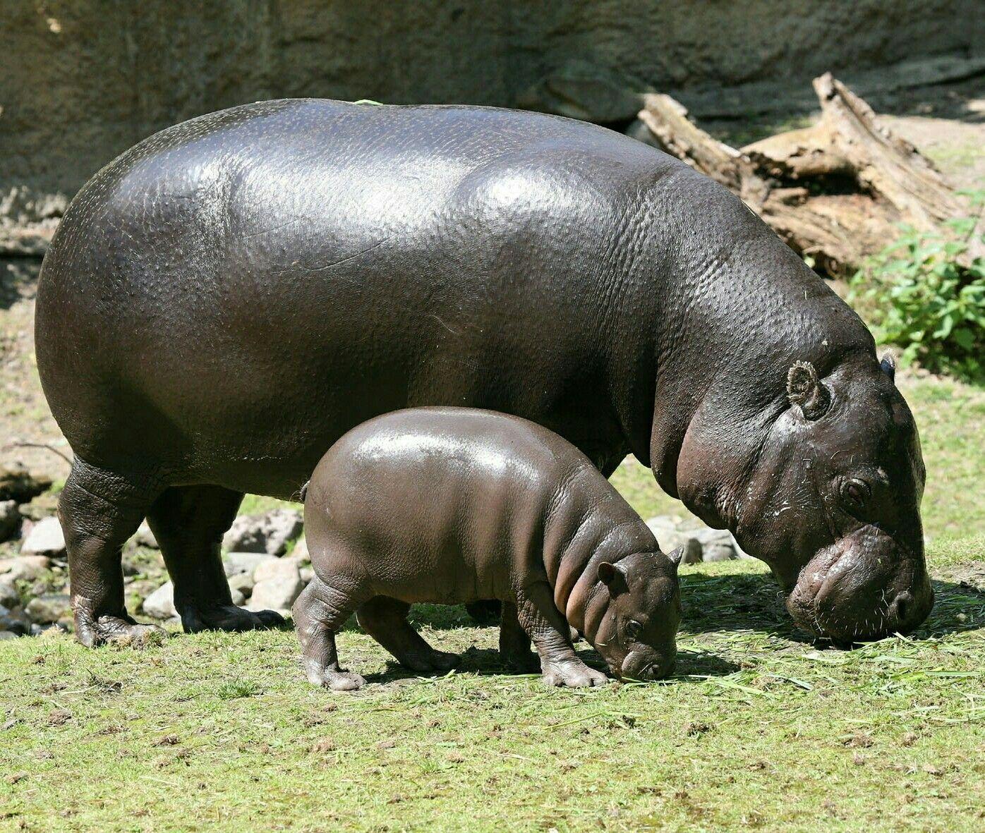 Pygmy Hippo. Friends. Animals, Hippopotamus and Baby