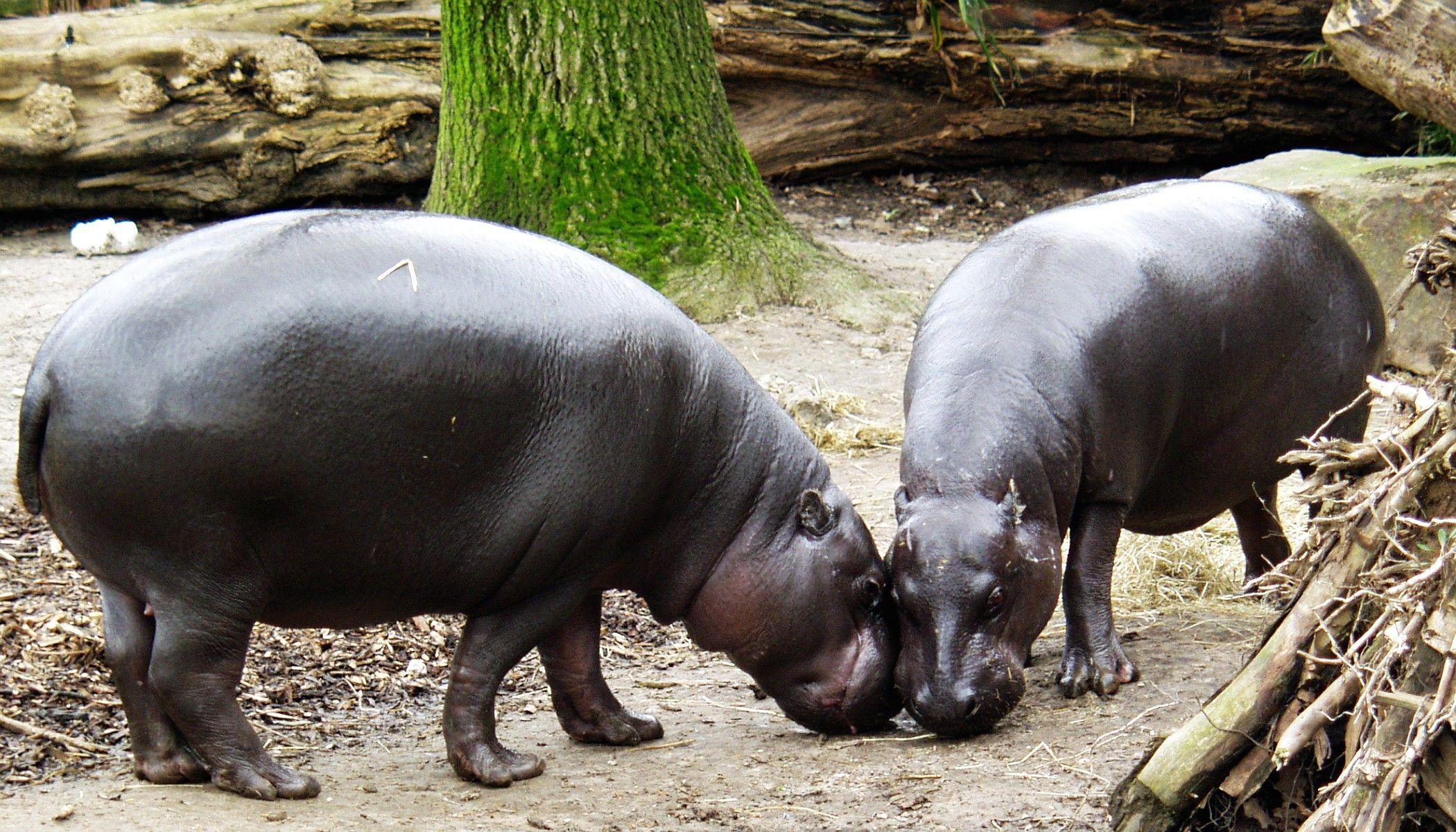 Zwergflusspferd Hippopotamus liberiensis