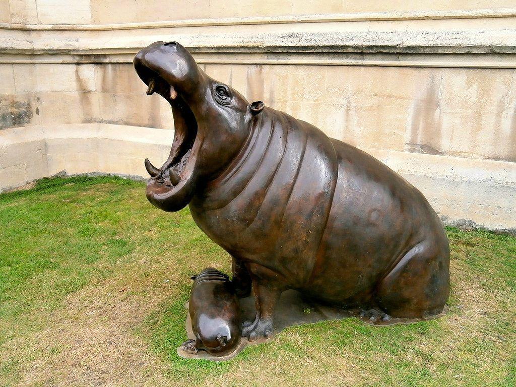 Best Free Baby Hippo Wallpaper