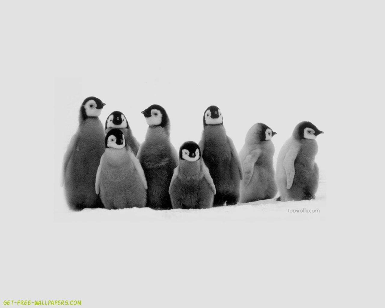 Baby Penguin Wallpaper Phone with High Resolution Wallpaper Cute