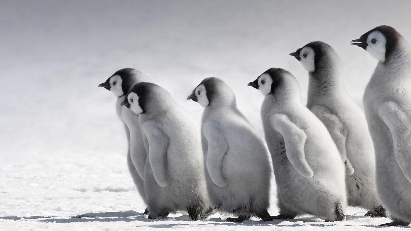 Displaying Emperor Penguin Baby Picture on Animal Picture Society
